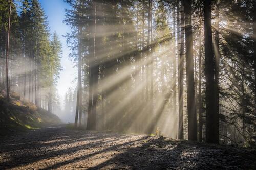 солнечное утро в хвойном лесу