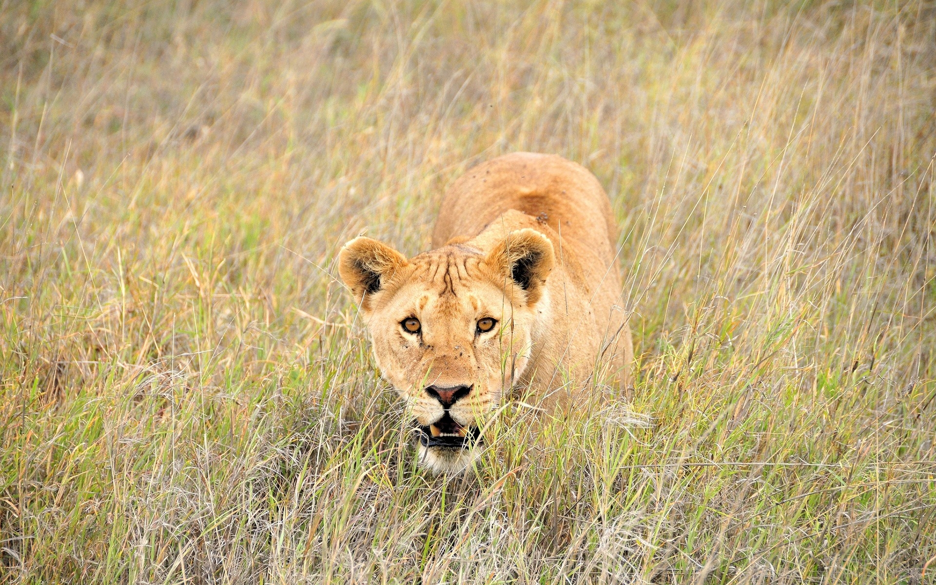 A lioness crouches in the tall grass