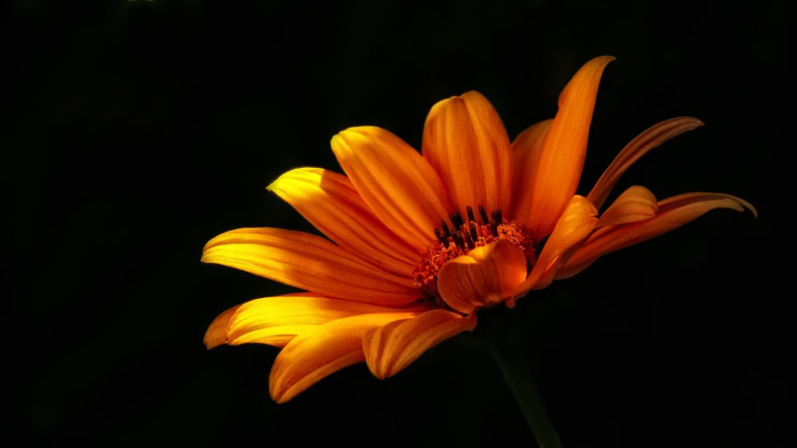 Free photo Wallpaper flower with yellow petals on black background
