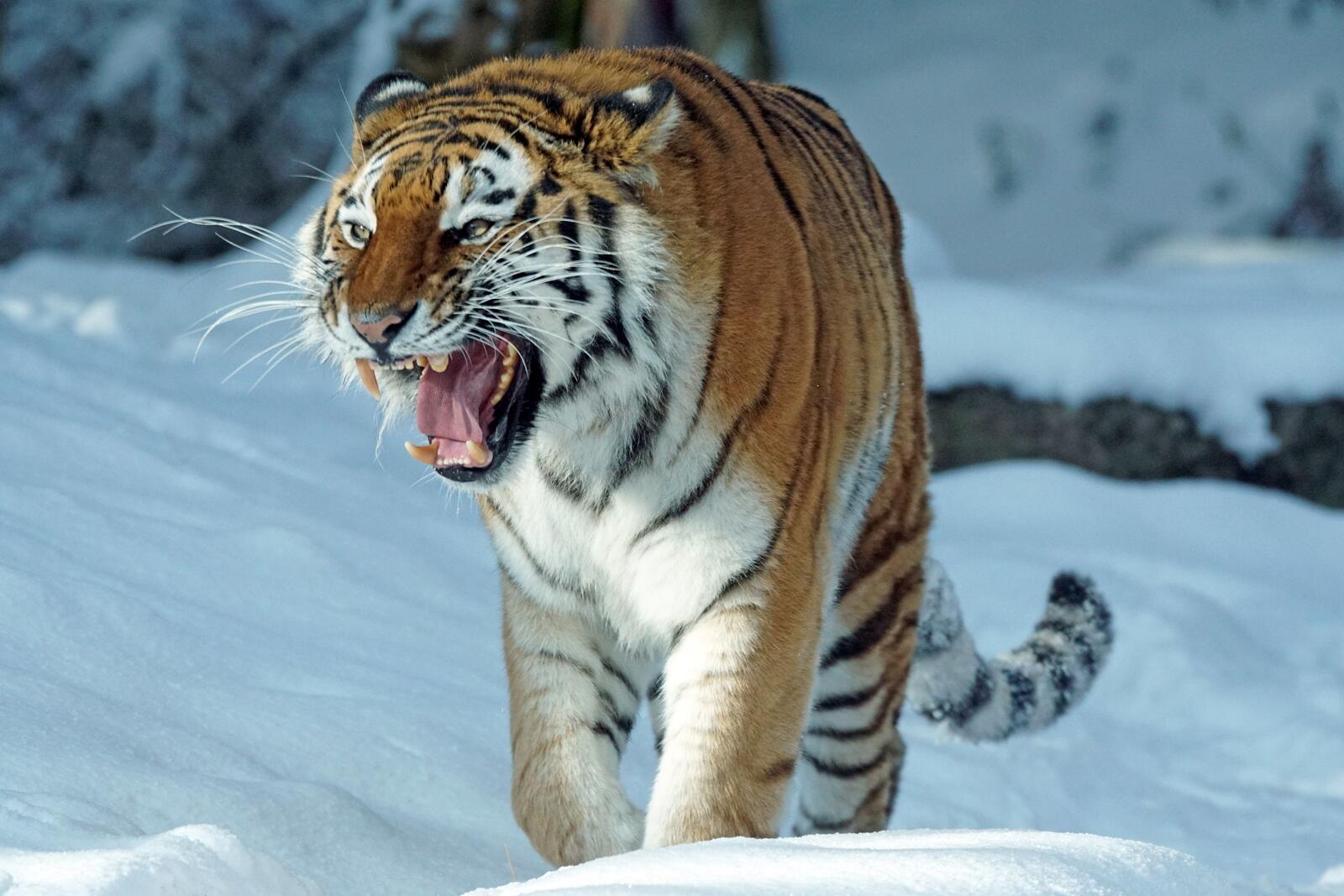 Бесплатное фото Тигр на кого то рычит