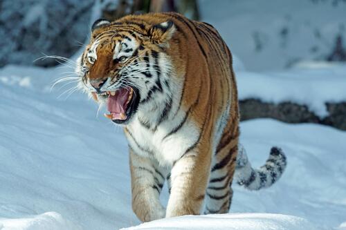 Тигр на кого то рычит