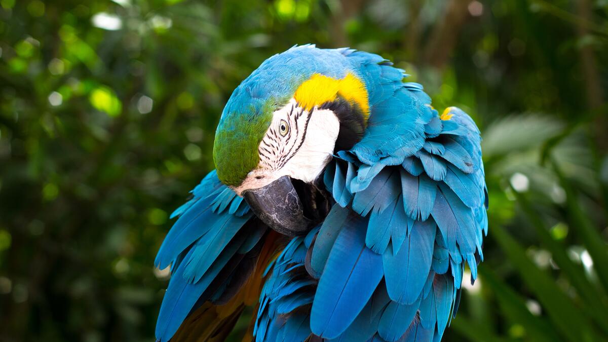 Blue Parrot Ara