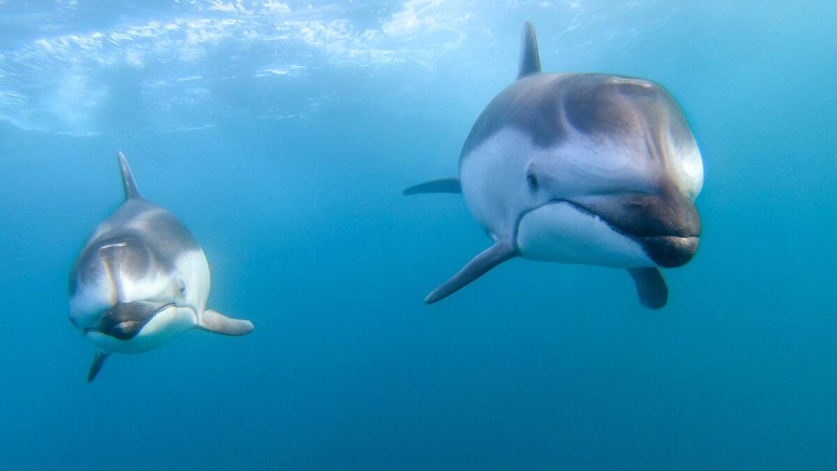 Two dolphins in the deep sea