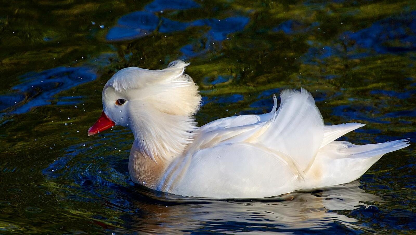 Free photo A white duck on the water