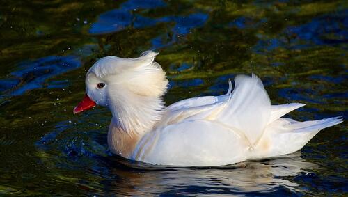 A white duck on the water
