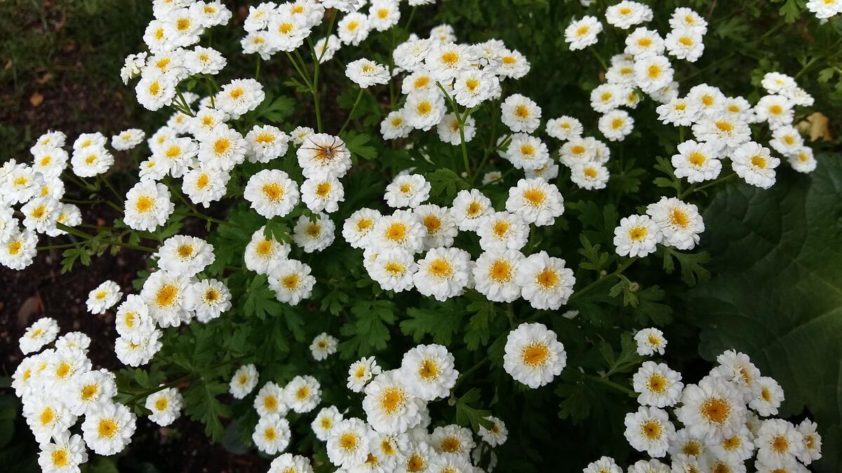 Красивый кустарник белых хризантем
