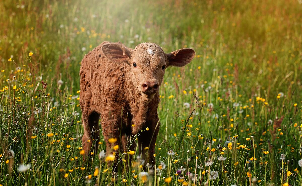 A red calf in the field