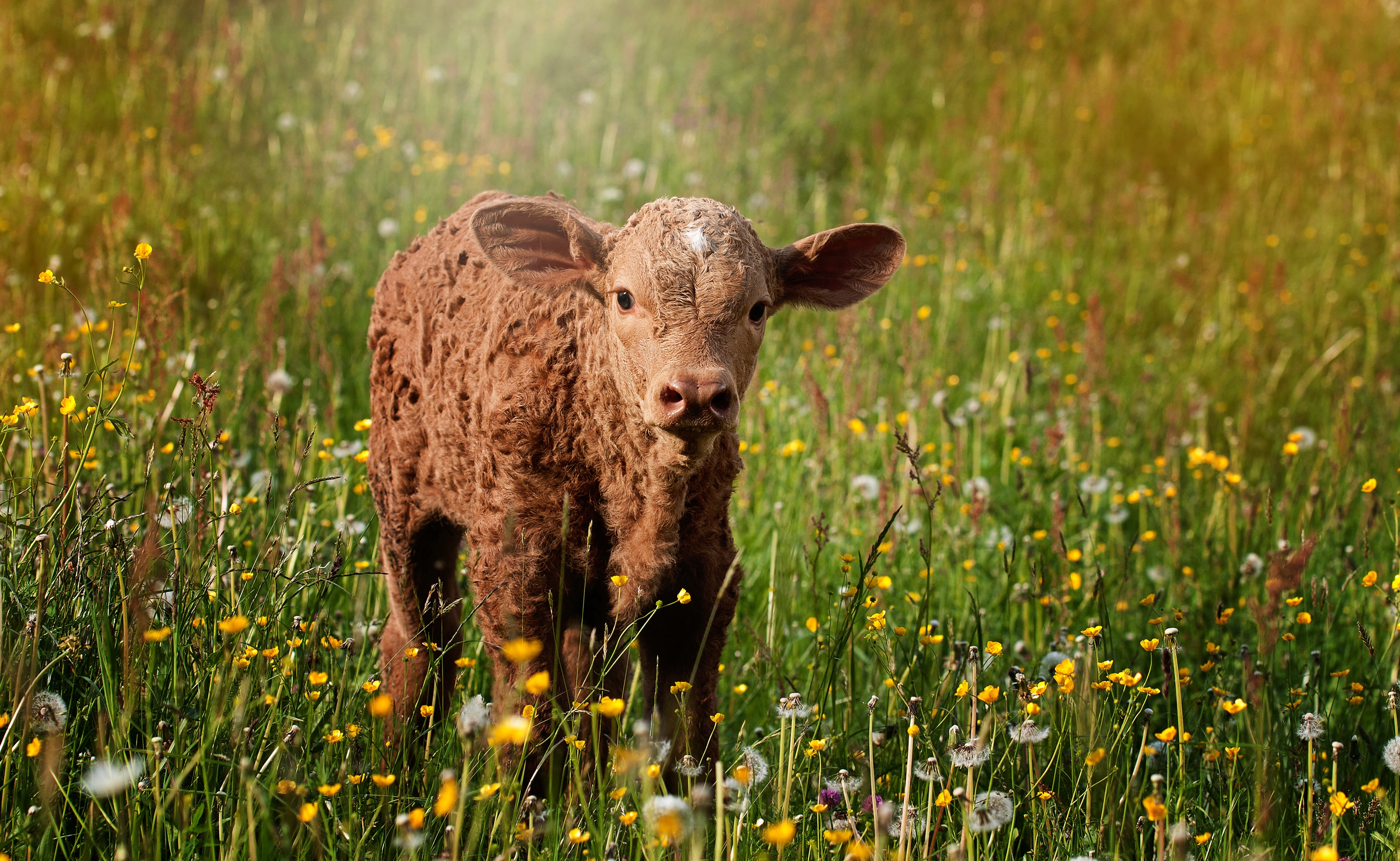 Бесплатное фото Рыжий теленок на поле