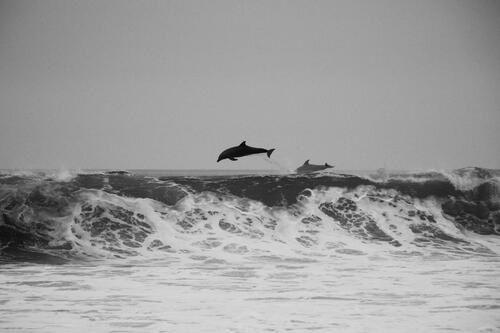 Dolphins jumping out of the water near the shore