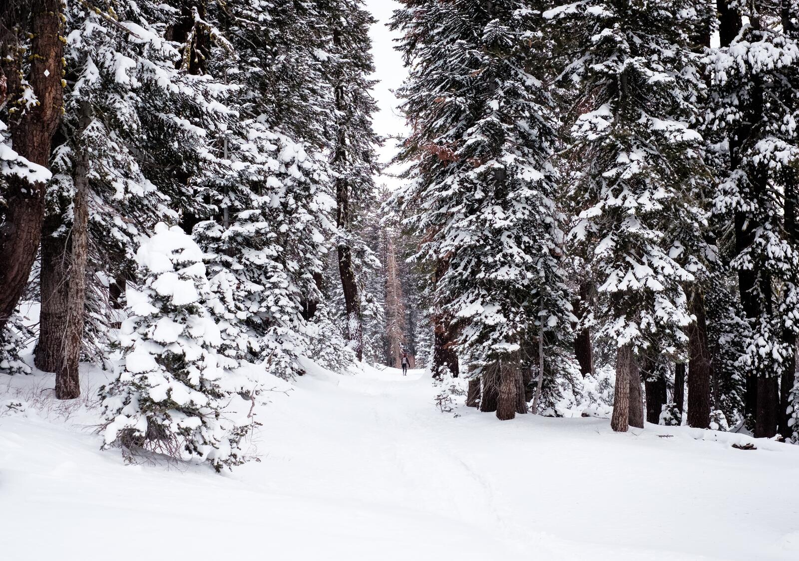 Бесплатное фото Зимний лес со снежными деревьями