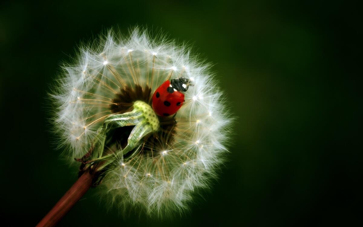 A ladybug sitting on a dandelion.