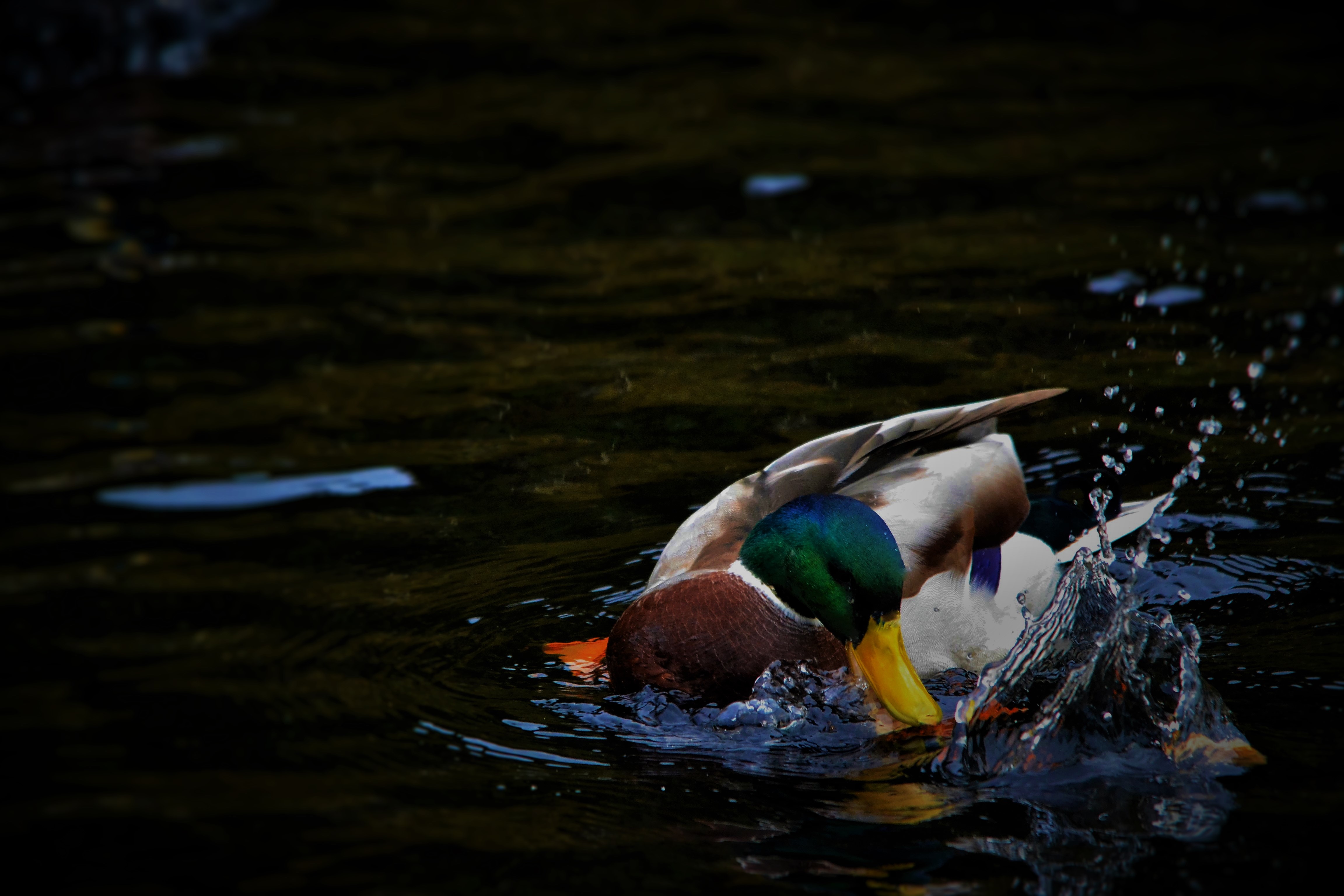 免费照片鸭子在水里洗