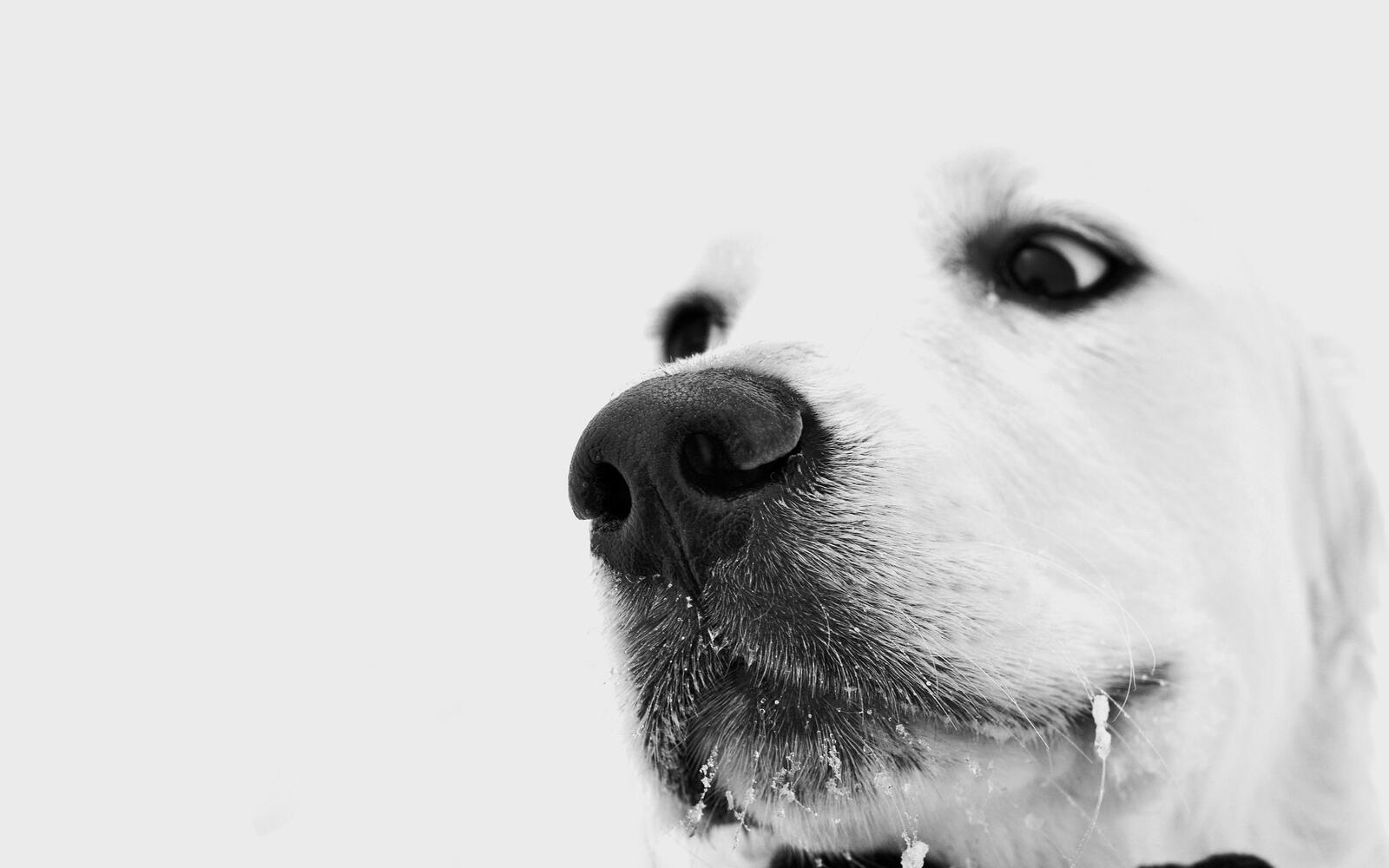 Free photo Labrador retriever muzzle on monochrome photo