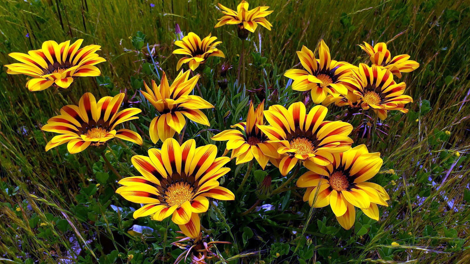 Free photo Yellow shrub of gazania flowers
