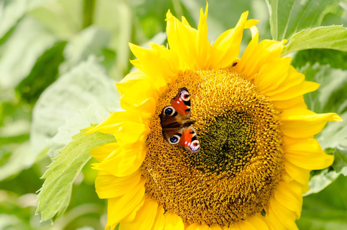 A butterfly on a sunflower.