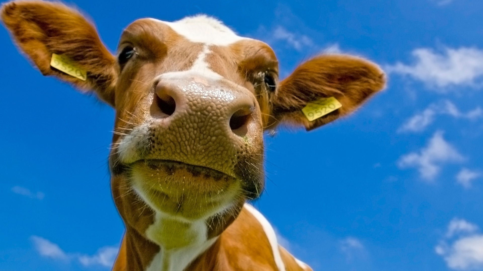 Бесплатное фото Портрет коровы