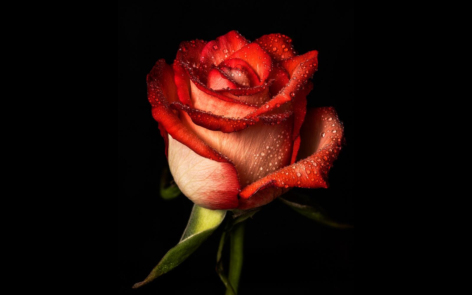 Бесплатное фото Одинокая роза с каплями дождя на черном фоне