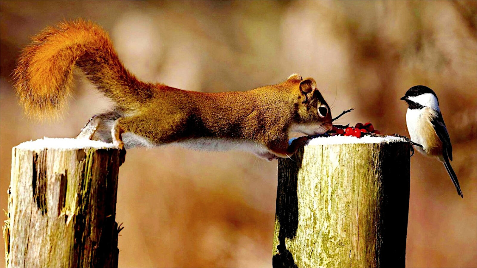 Free photo A squirrel takes the red berries from a sparrow