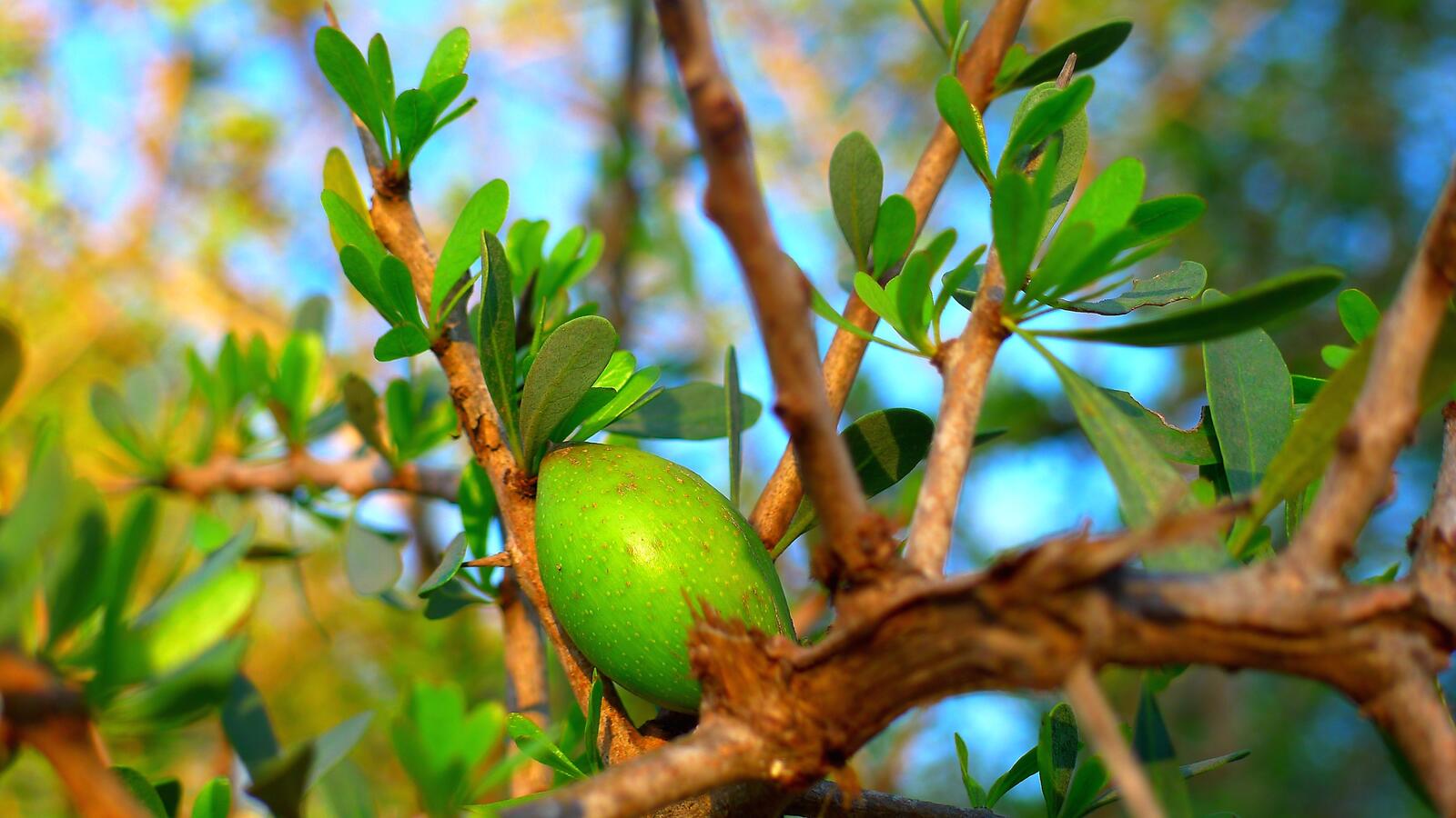 Бесплатное фото Зеленый плод растет на дереве