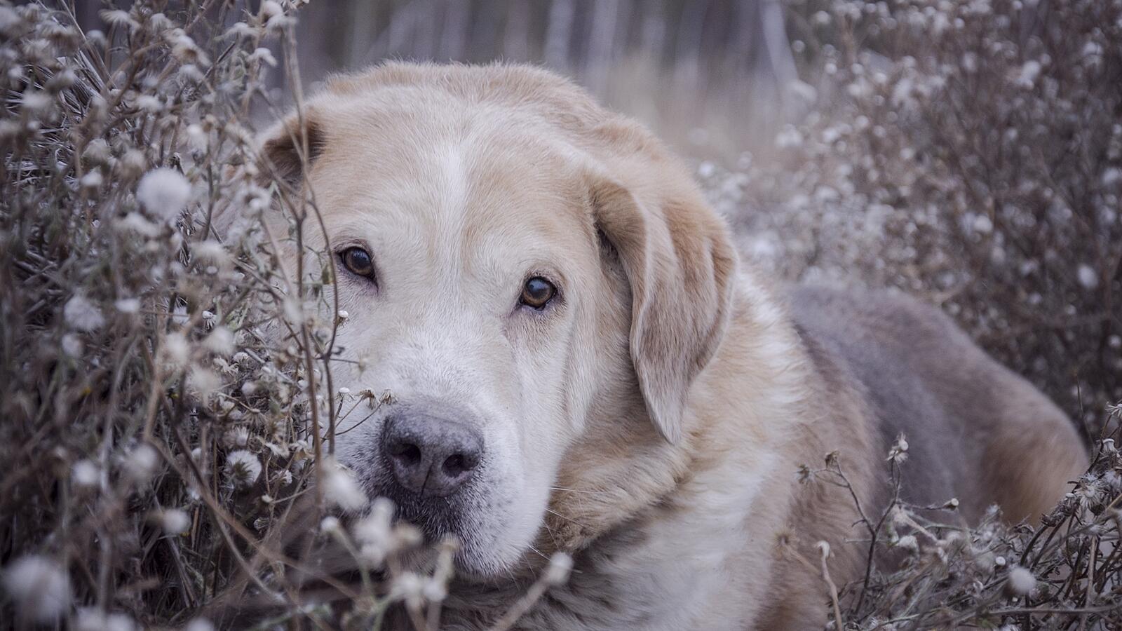 Free photo Labrador retriever lying in a field of flowers