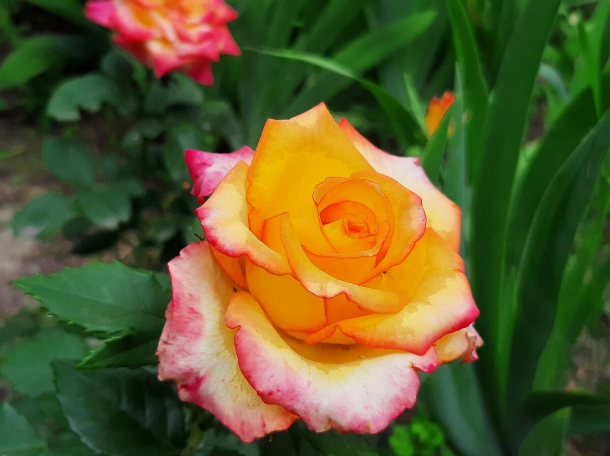 Yellow ripe rose with pink edging