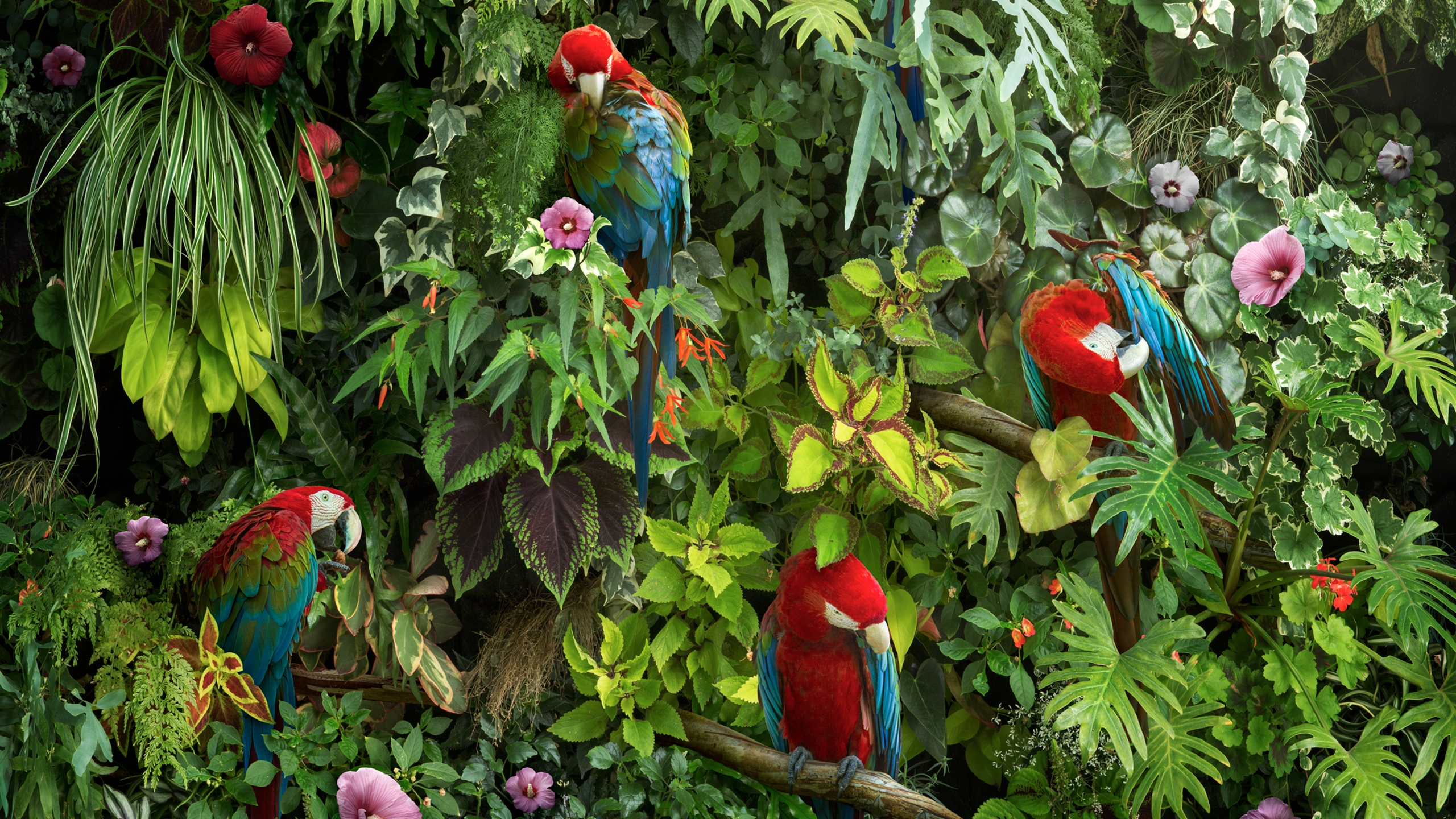 Macaws in the wild