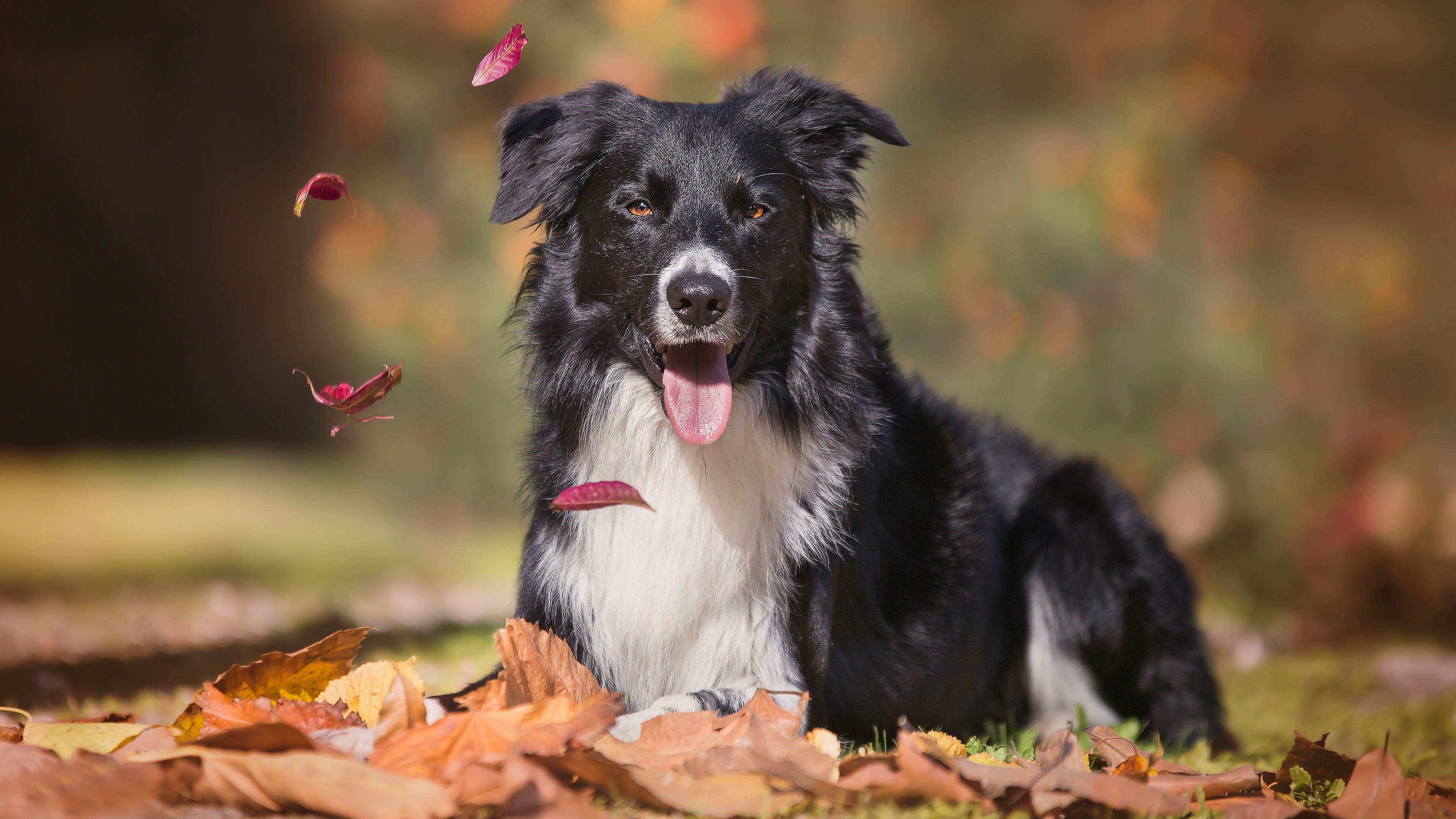Free photo Border collie in autumn plays with fallen leaves