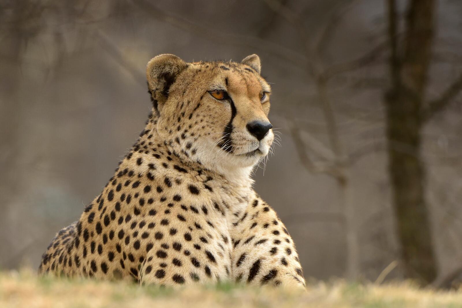 Free photo A majestic cheetah resting and looking for prey