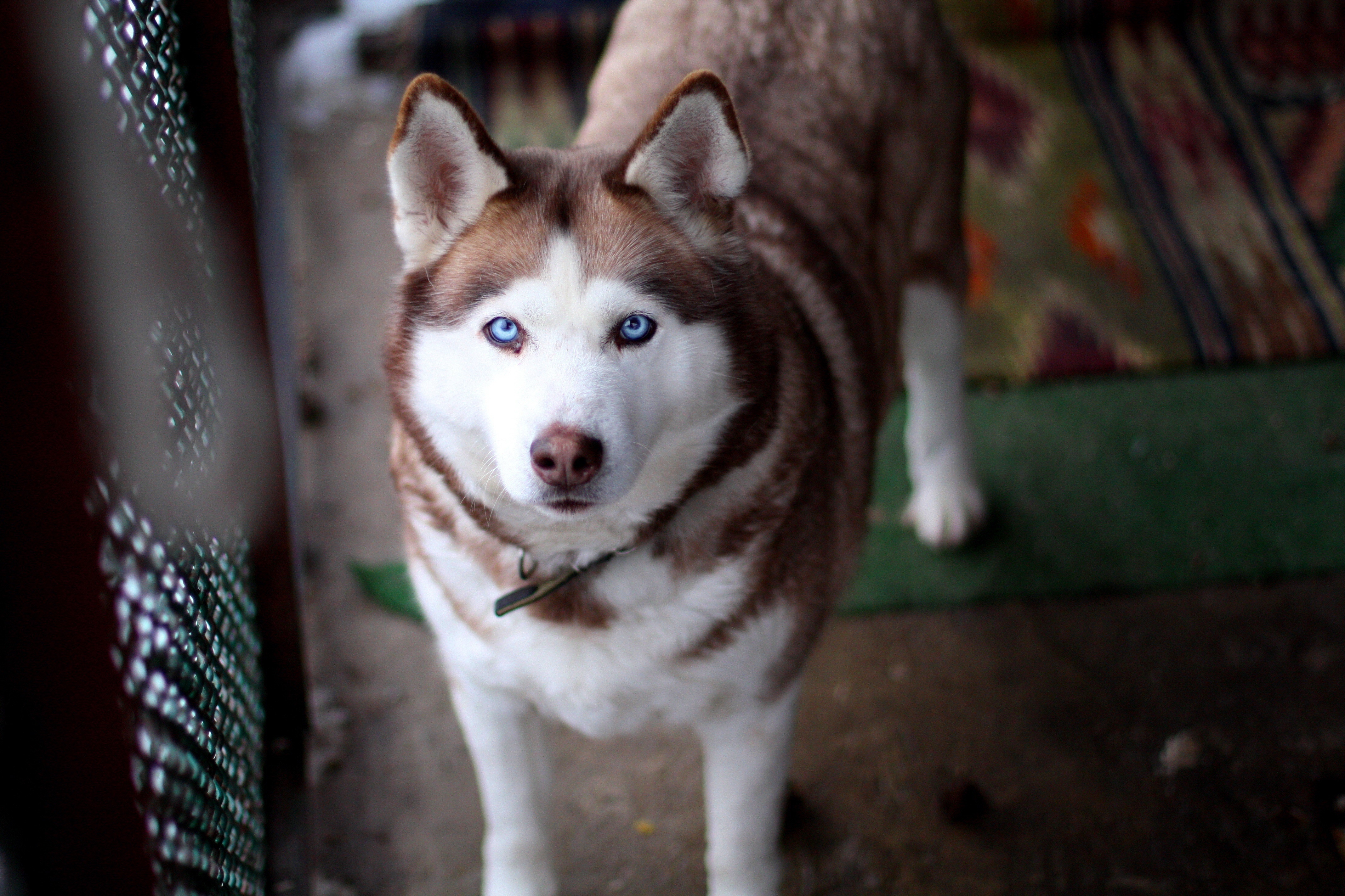 免费照片蓝眼睛的西伯利亚雪橇犬