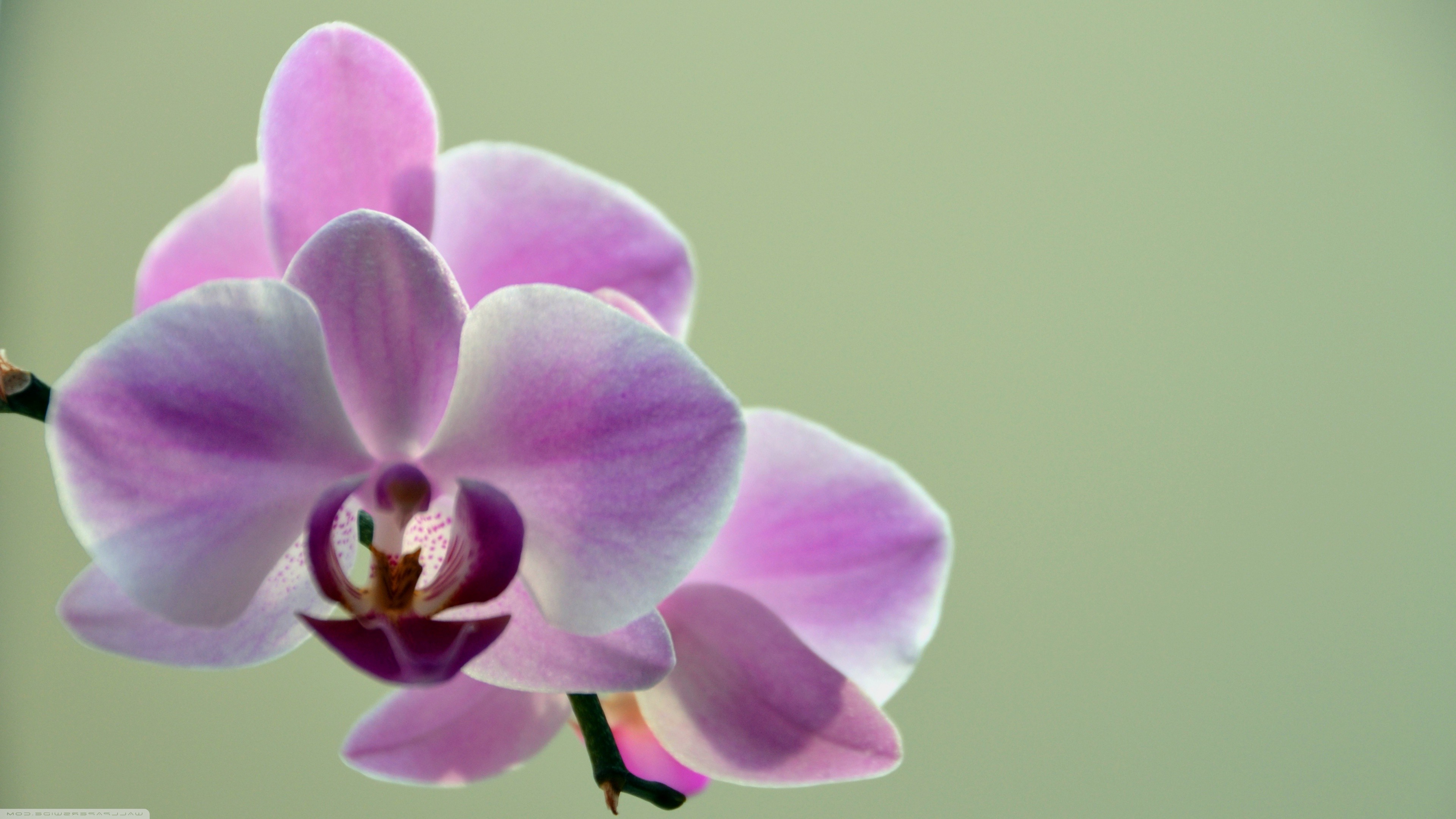 Wallpapers flowers nature orchids on the desktop