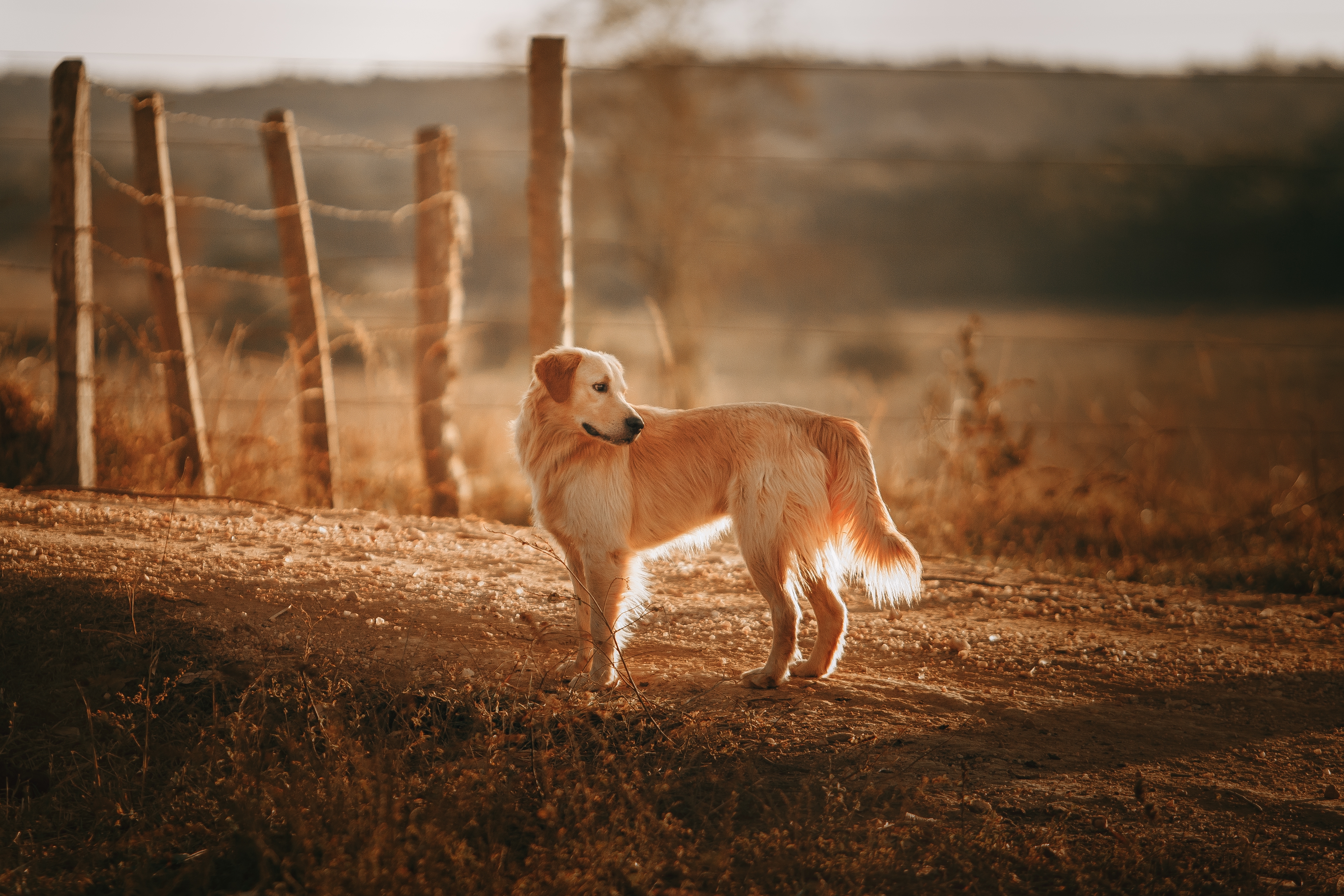 免费照片金色猎犬望着远方