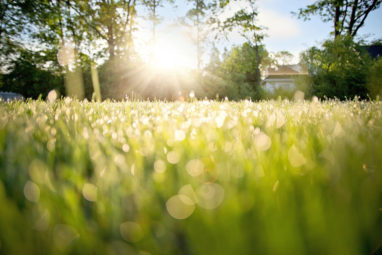 免费照片太阳的光芒在绿草上闪烁