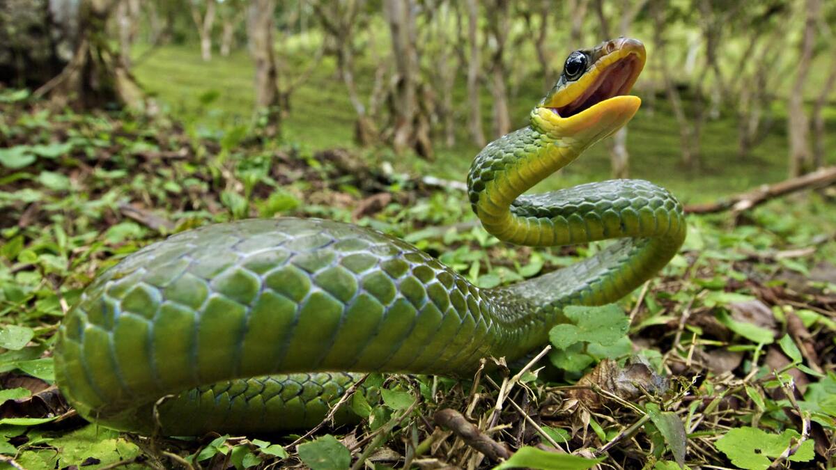 Маленькая зеленая змейка в траве