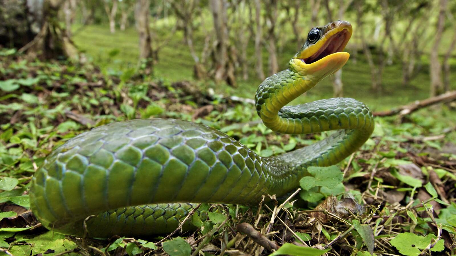Бесплатное фото Маленькая зеленая змейка в траве