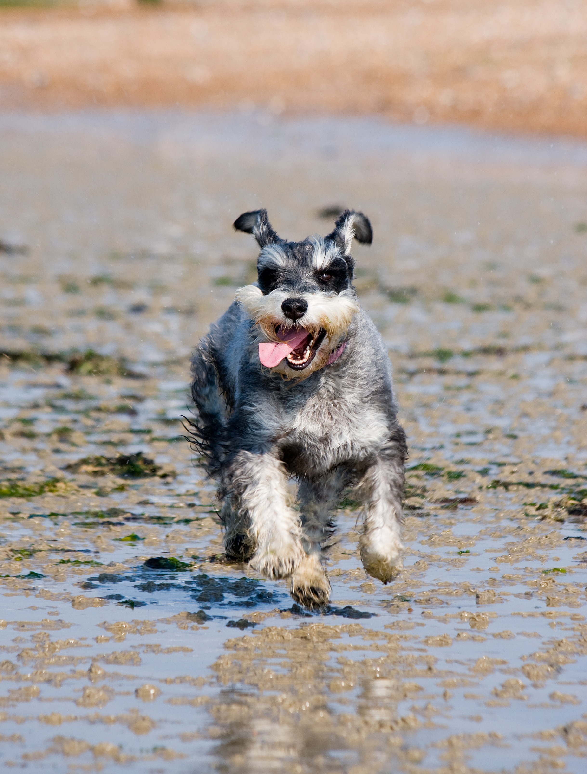 一只快乐的小狗在水坑里奔跑。