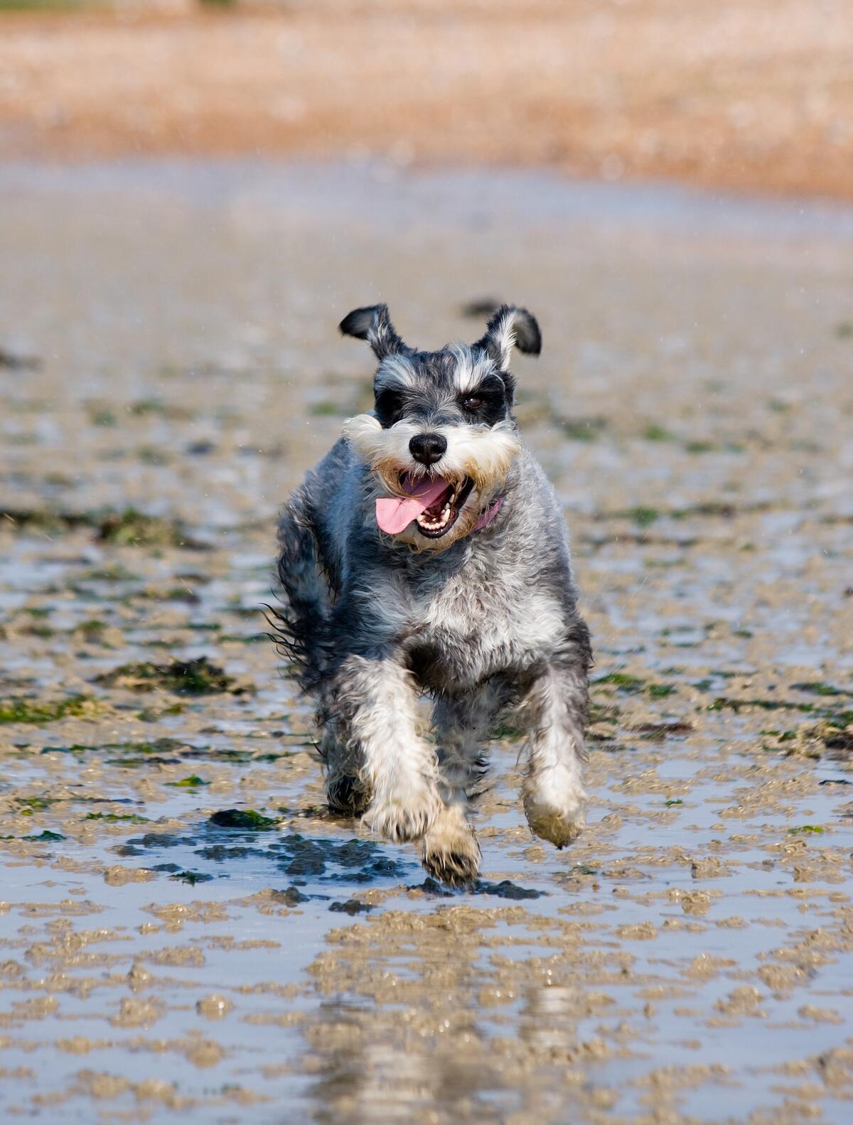 Счастливый щенок бегает по лужам