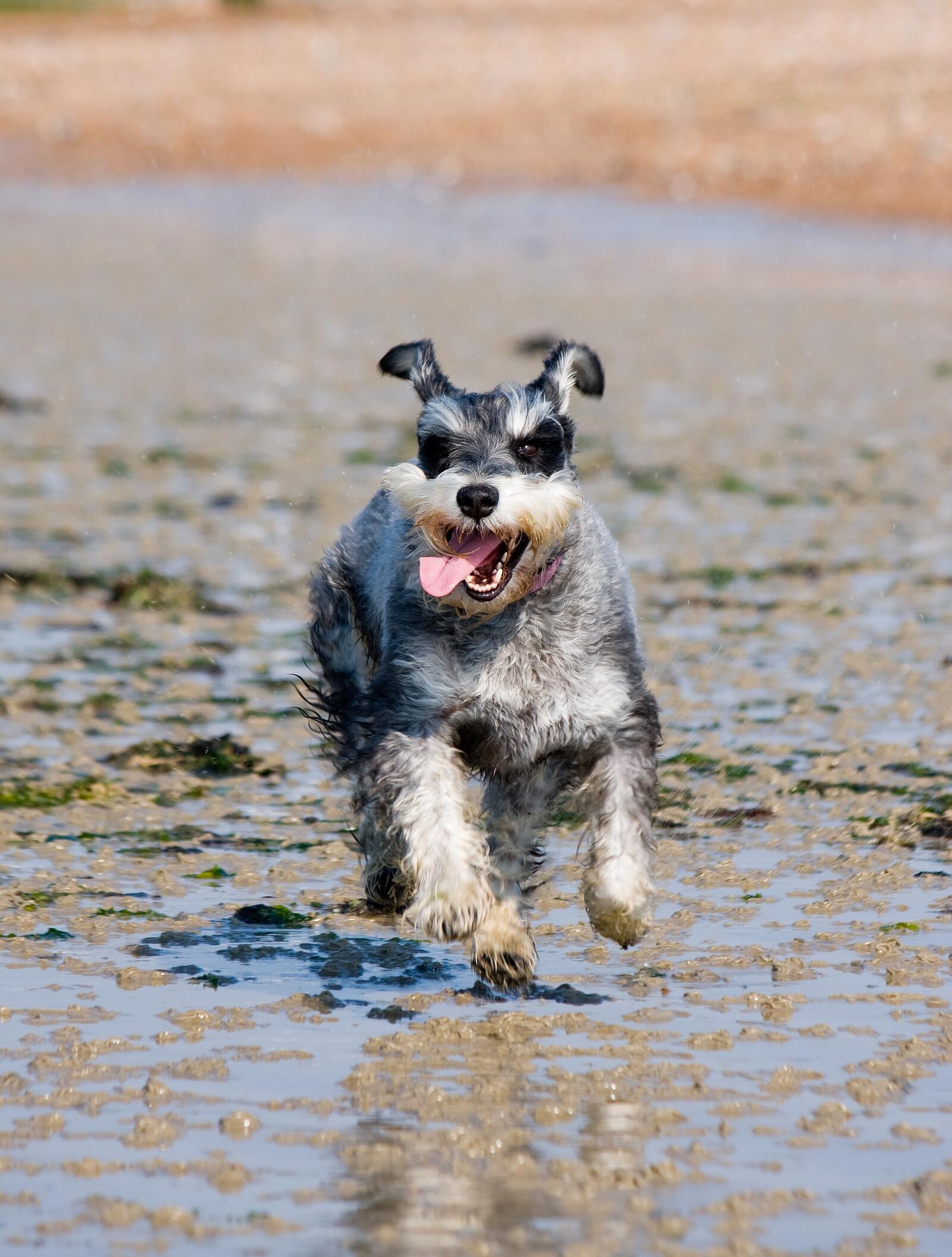Бесплатное фото Счастливый щенок бегает по лужам