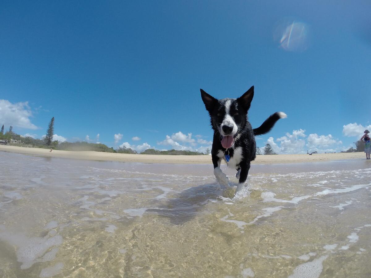Черно-белый пес бегает на пляже по песку