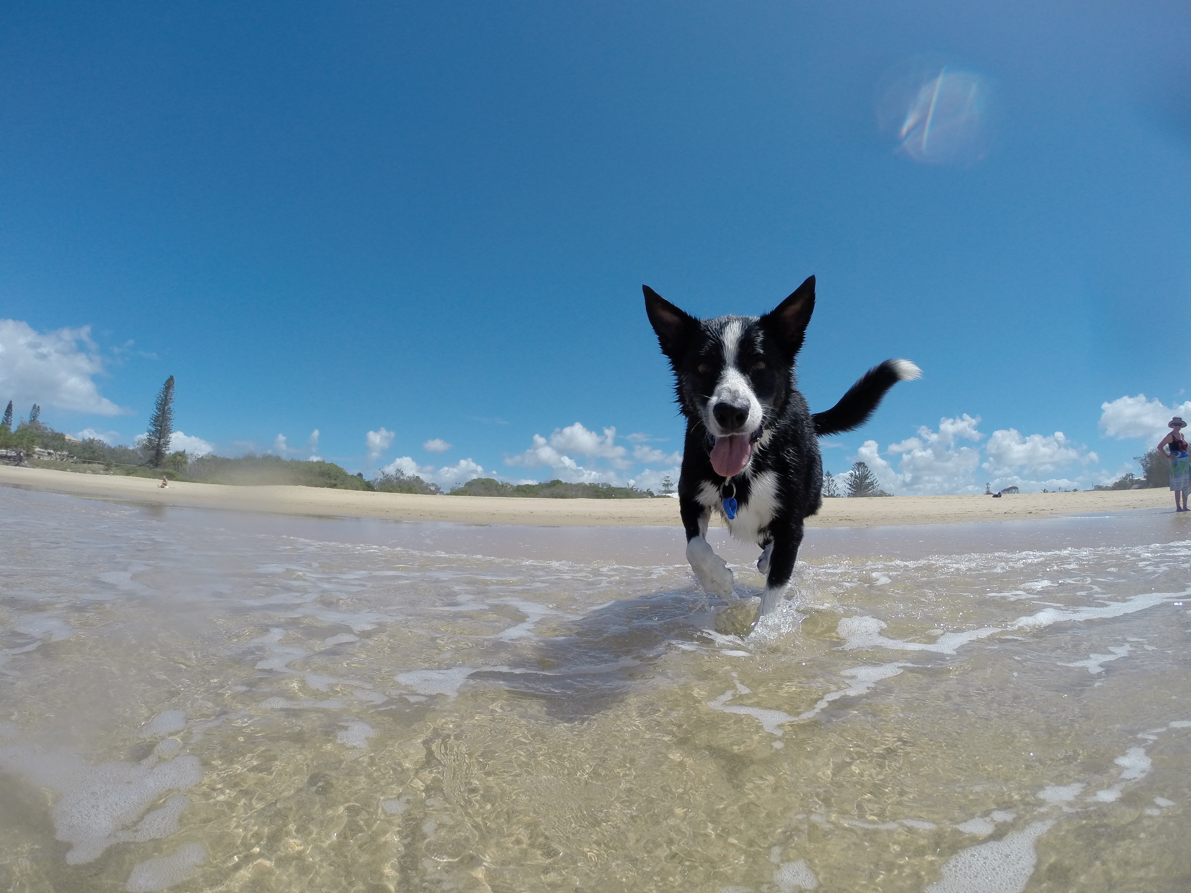 免费照片一只黑白相间的小狗在沙滩上奔跑
