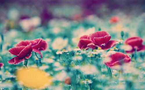 Beautiful flowers on a blurry background