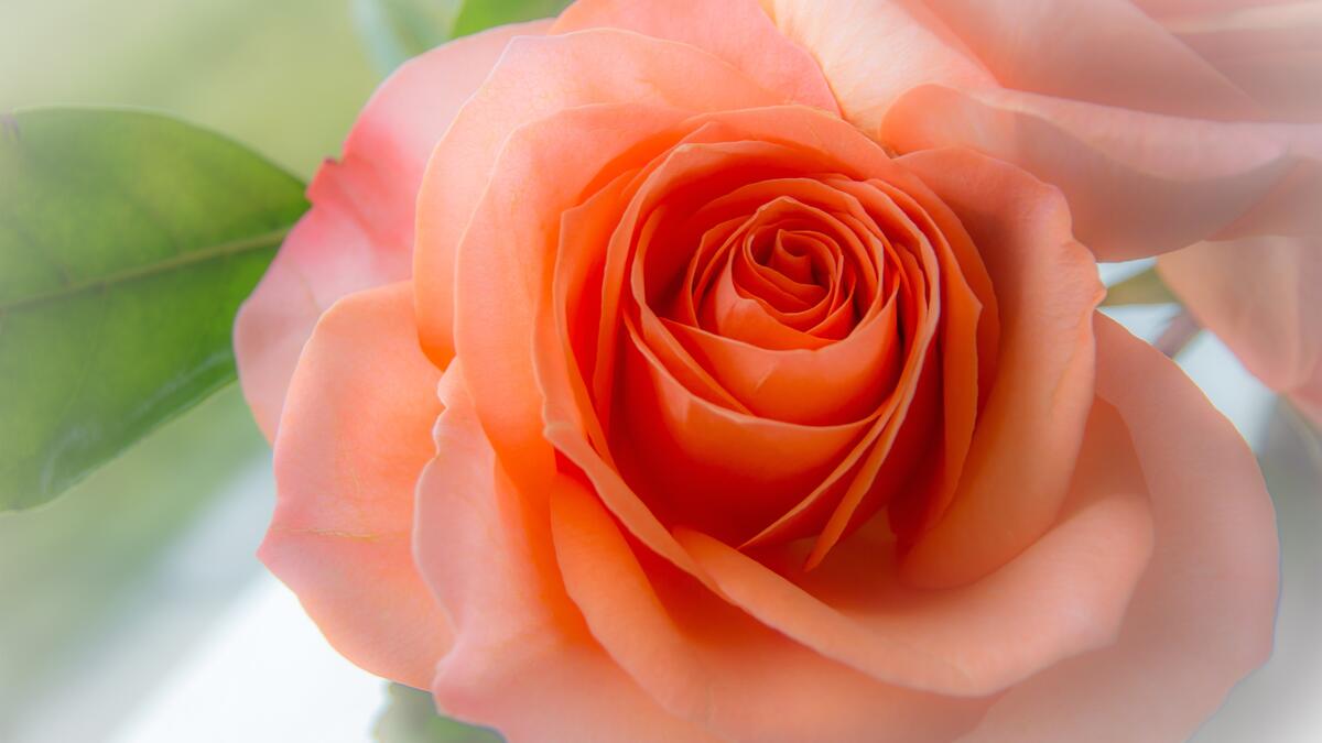 Оранжевый бутон розы