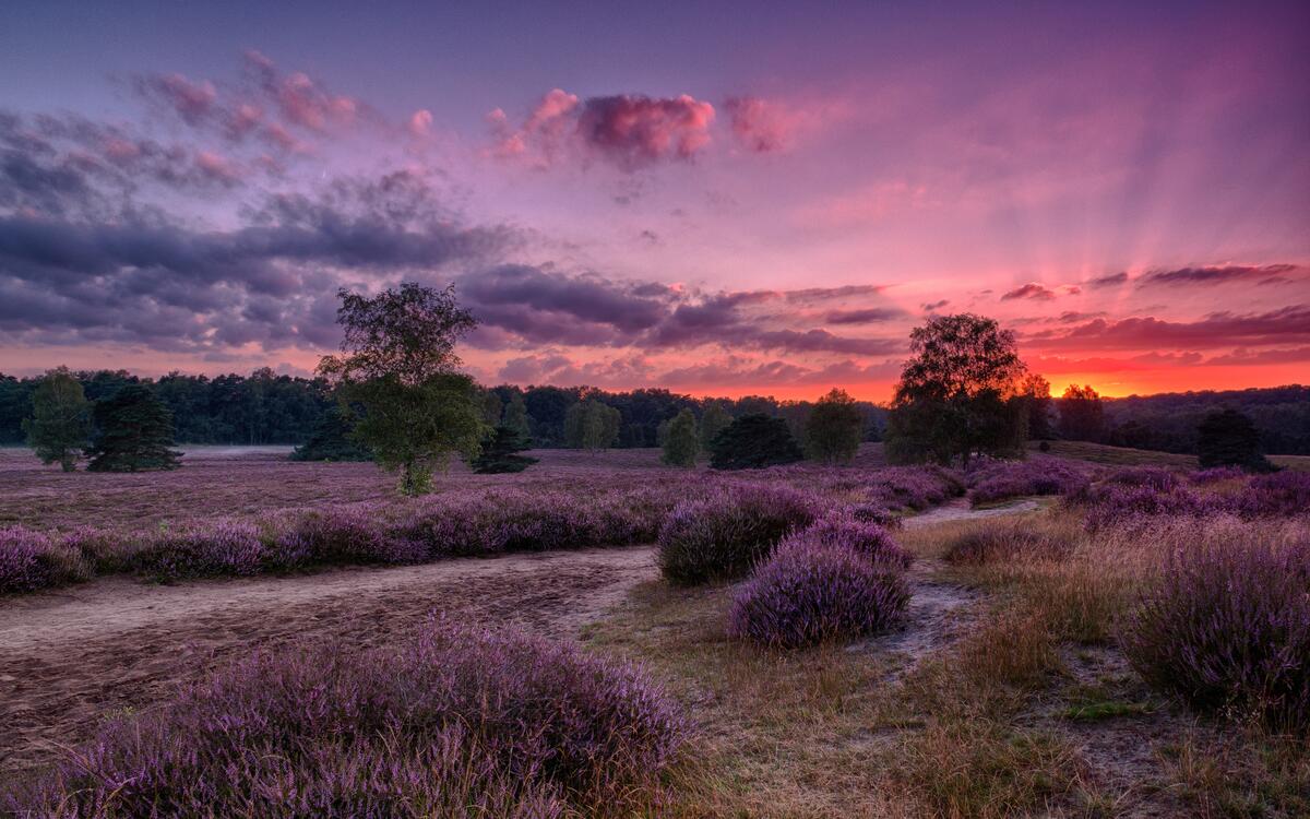 Sunset in the lavender garden