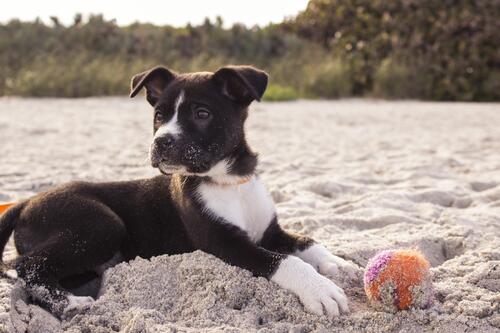 A lop-eared puppy playing with a ball in the sand