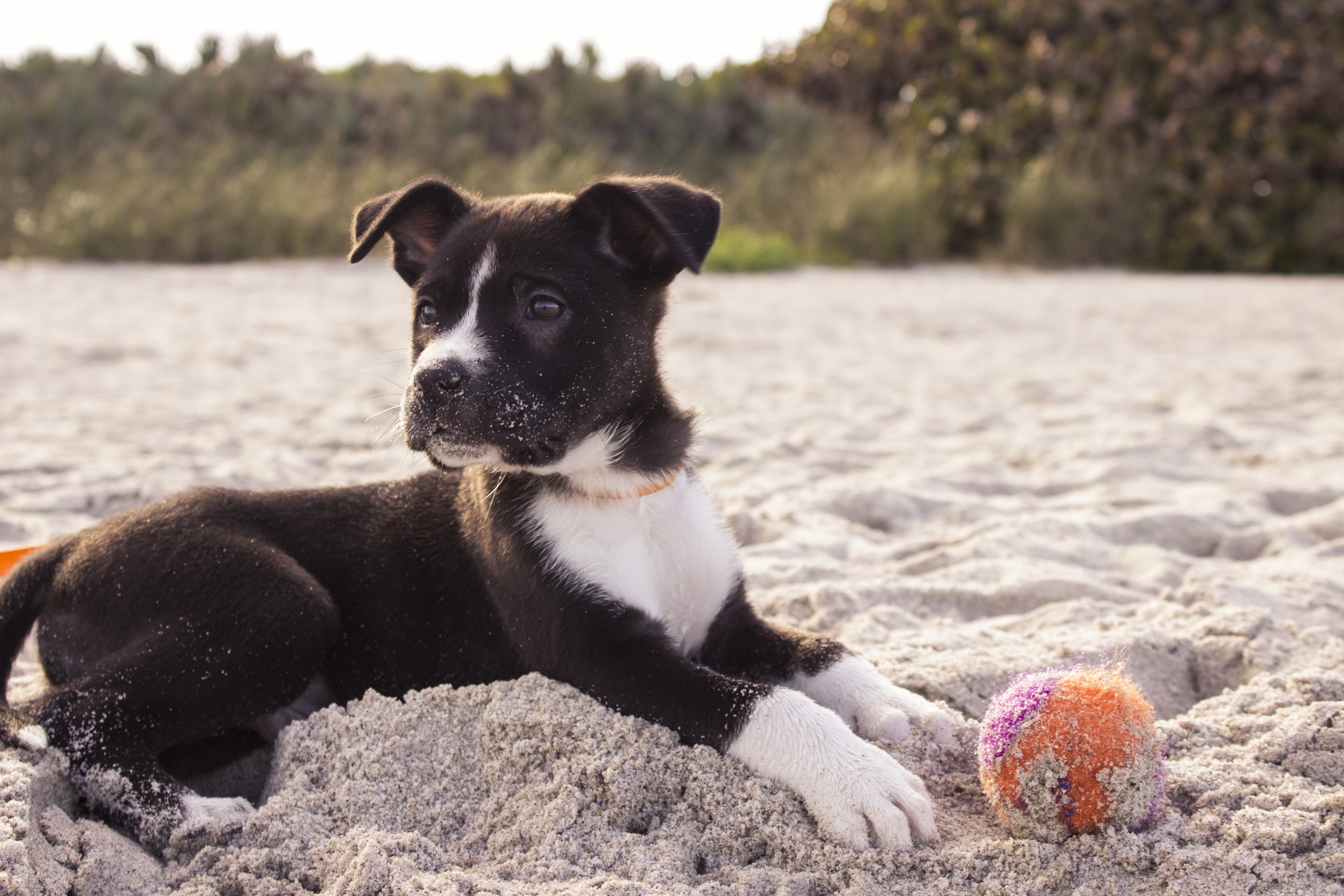 Бесплатное фото Вислоухий щенок играет с мячиком на песке