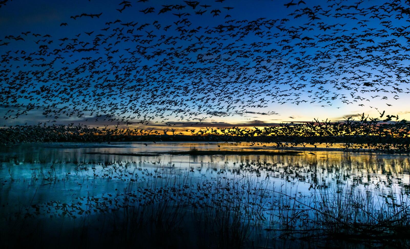Wallpapers birds flock lake on the desktop