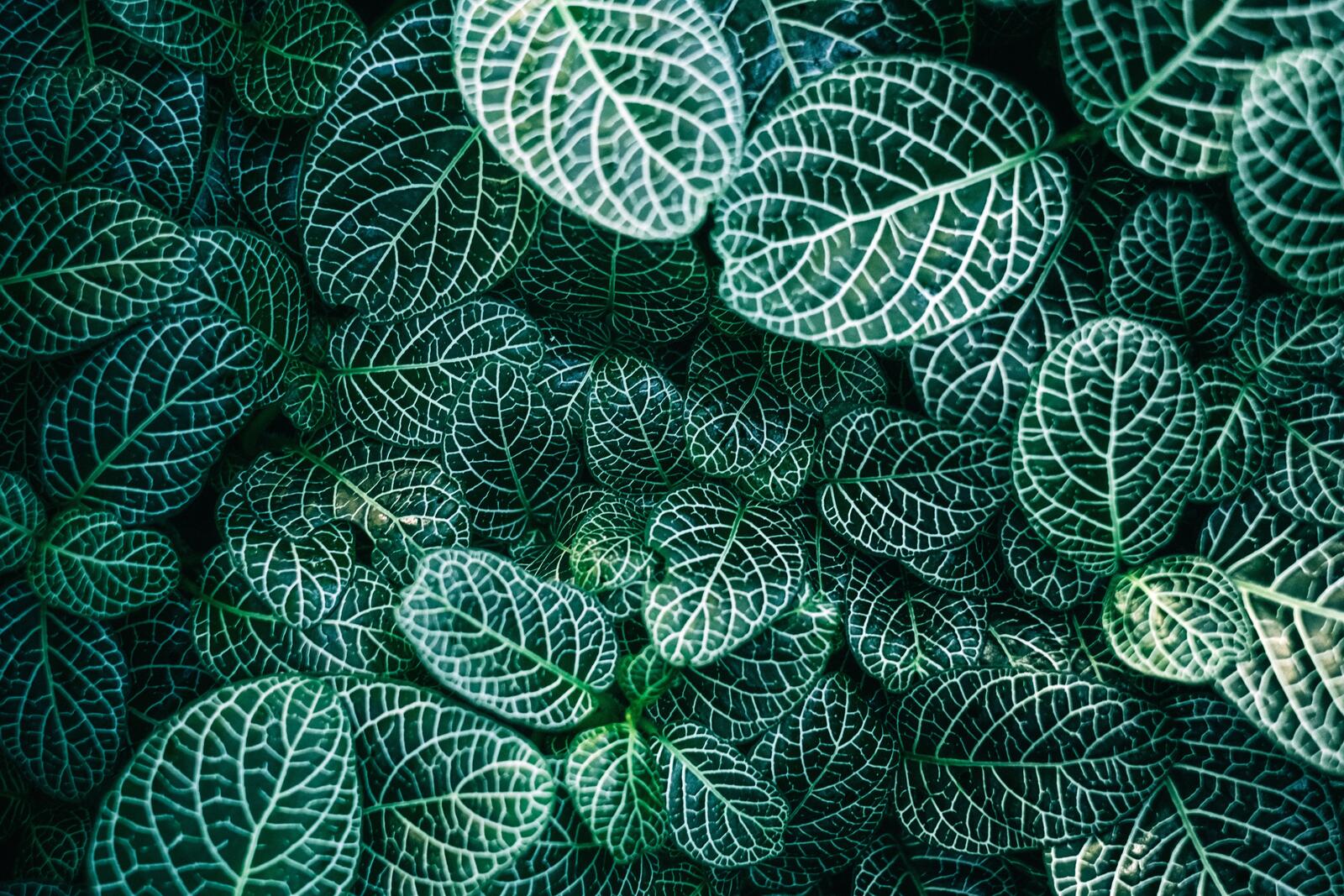 Бесплатное фото Красивые зеленые листики