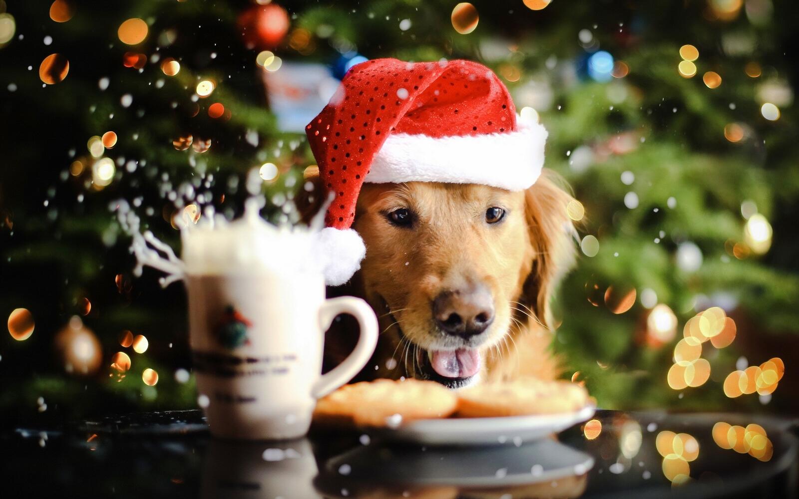 Бесплатное фото Собака в новогодней шапке деда мороза
