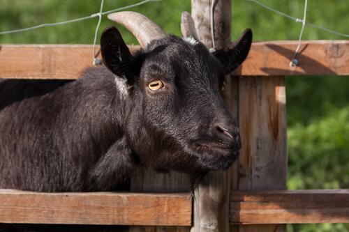 Черный рогатый козел у забора на ферме