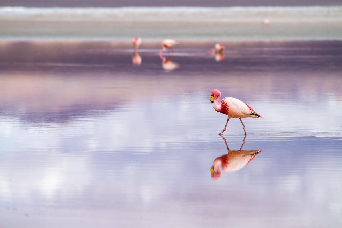 Фламинго идет по реке