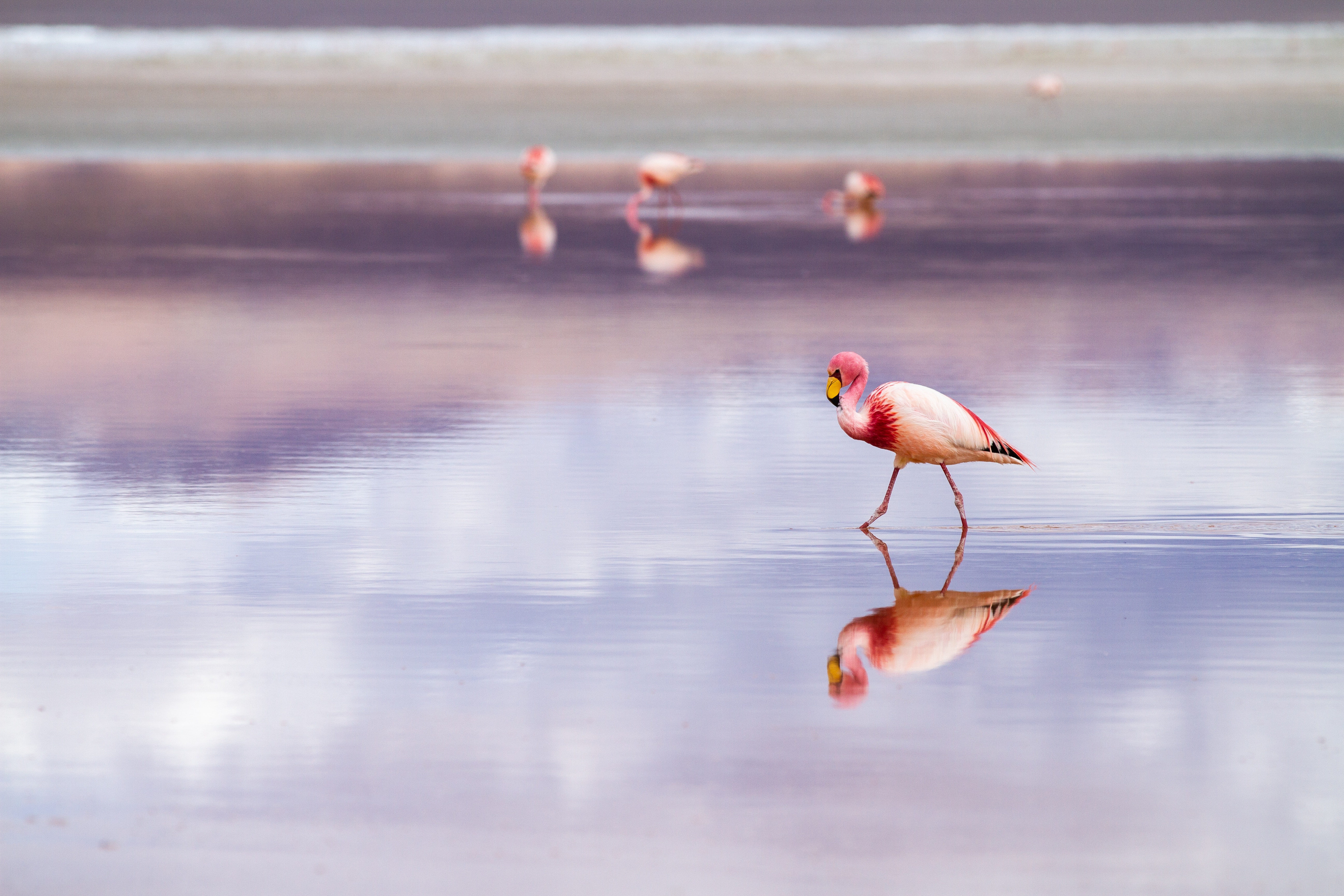 Фото бесплатно фламинго, птицы, вода